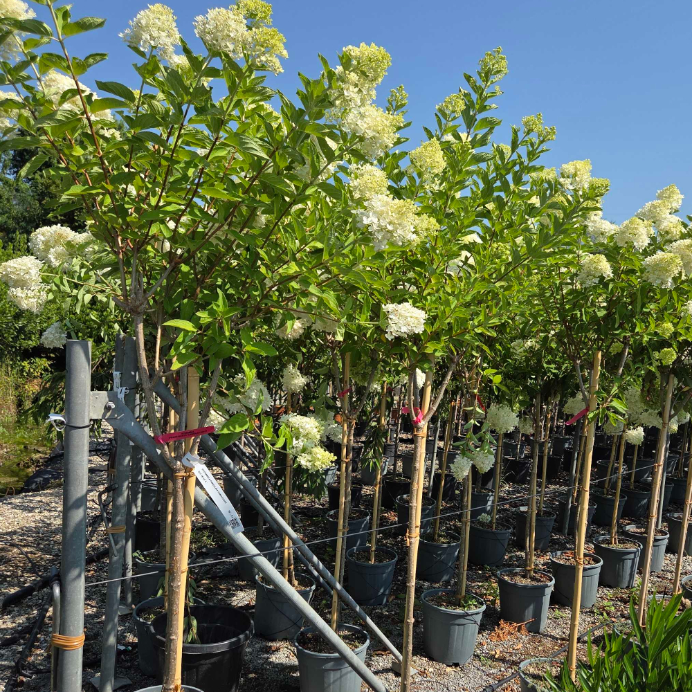 Hydrangea paniculata 'CANDLELIGHT' Hydrangea paniculata 'CANDLELIGHT' - slika 1