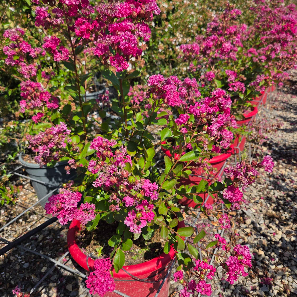 Lagerstroemia indiya 'CHARMS BRAISE D'ETE' Lagerstroemia indiya 'CHARMS BRAISE D'ETE' - slika 1