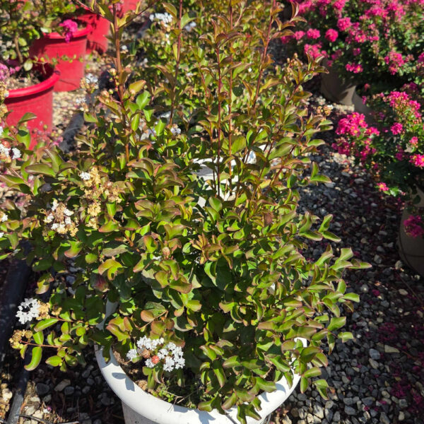 Lagerstroemia indiya 'CHARMS NEIGE D'ETE'