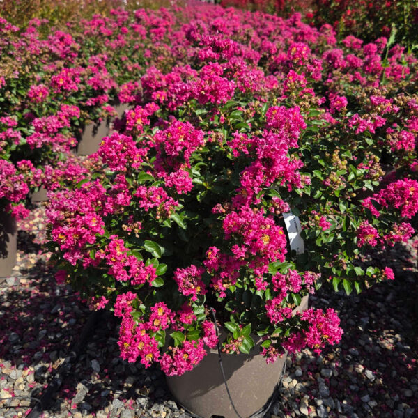 Lagerstroemia × POCOMOKE