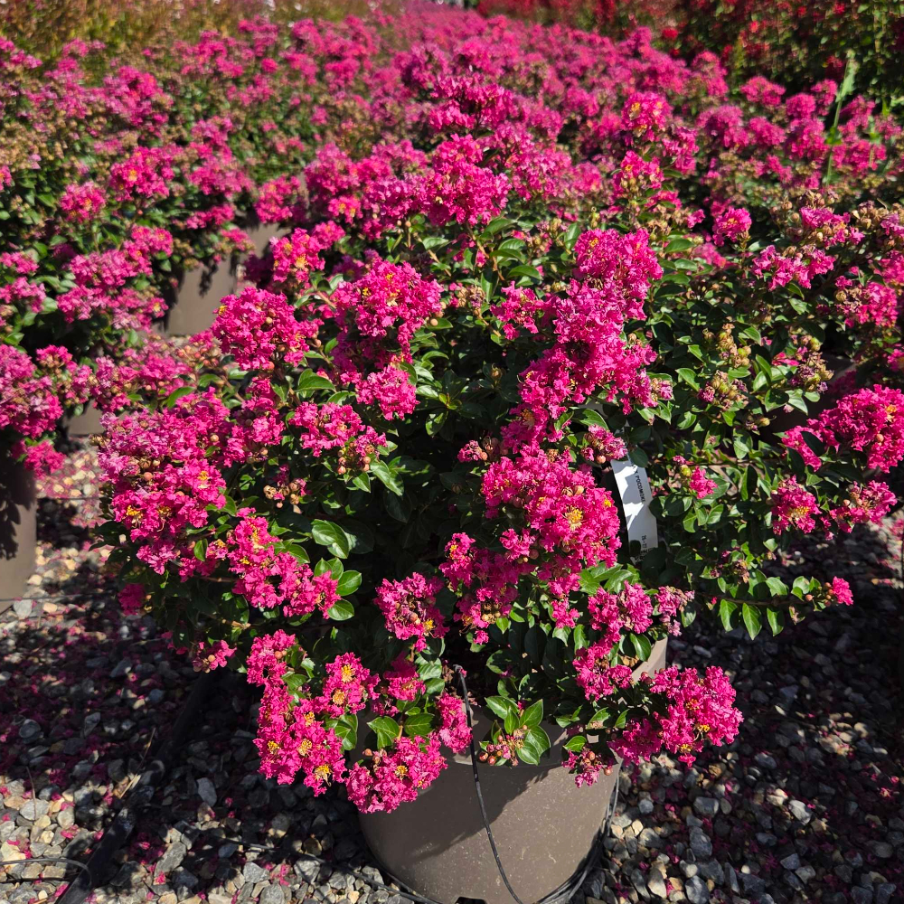 Lagerstroemia × POCOMOKE Lagerstroemia × POCOMOKE - slika 1