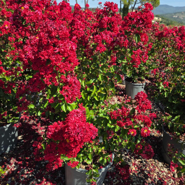 Lagerstroemia × DYNAMITE