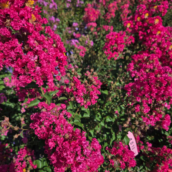 Lagerstroemia × CAROLINE ''BEAUTY'