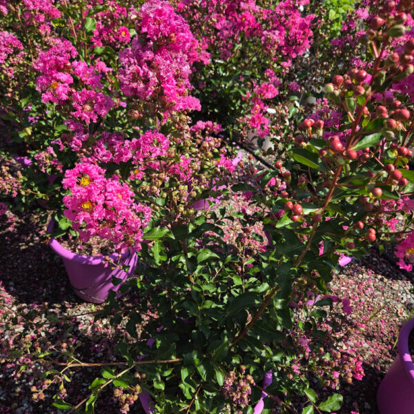 Lagerstroemia indica 'ROSEA'
