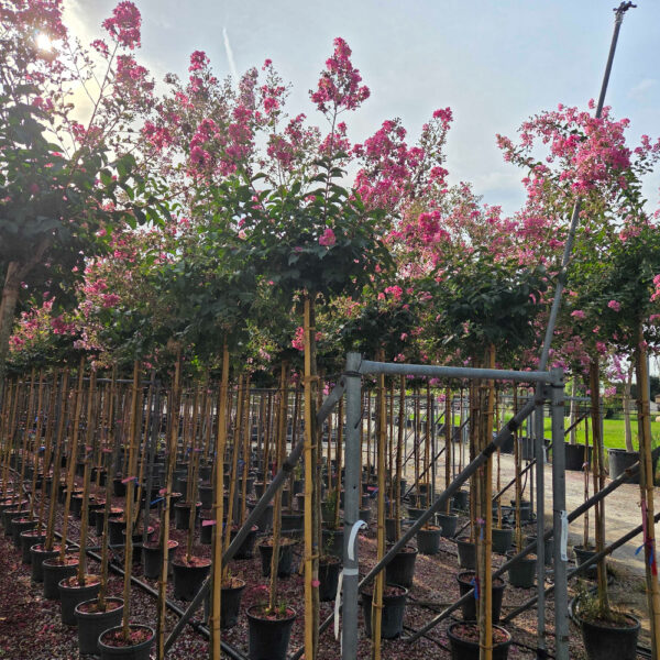 Lagerstroemia × TUSCARORA