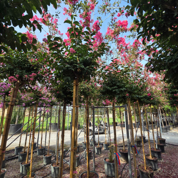Lagerstroemia × TUSCARORA