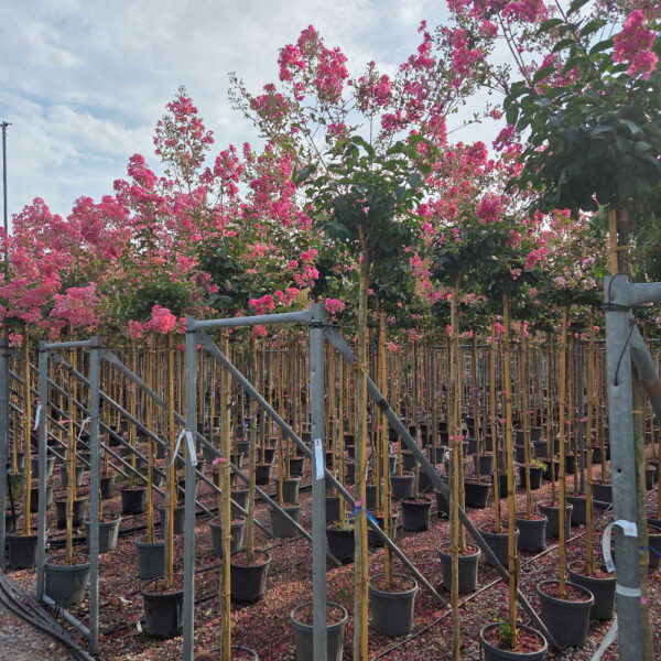 Lagerstroemia × TUSCARORA