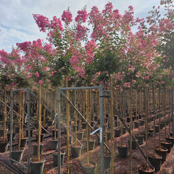 Lagerstroemia × WATERMELON