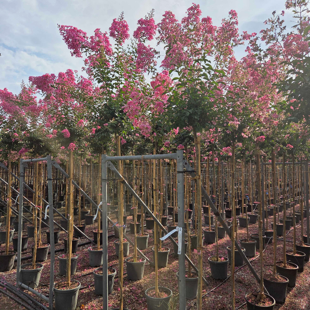 Lagerstroemia × WATERMELON Lagerstroemia × WATERMELON - slika 1