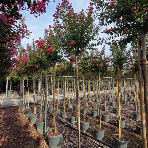 Lagerstroemia × DYNAMITE
