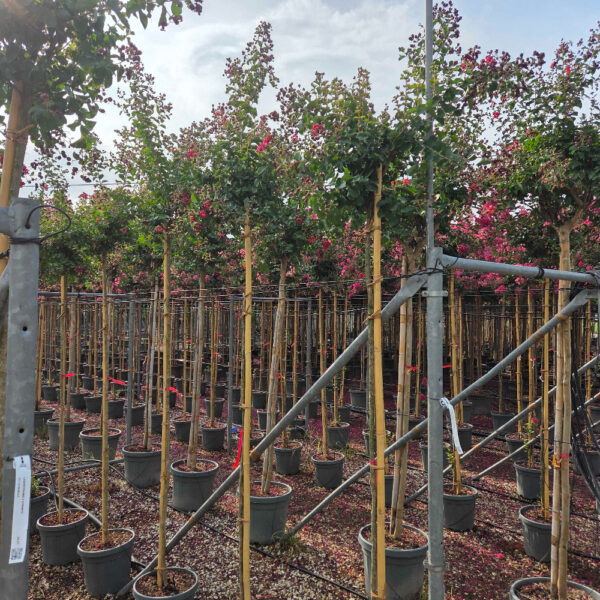 Lagerstroemia × DYNAMITE