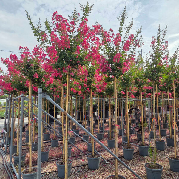 Lagerstroemia × DURANT ''RED'