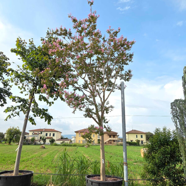 Lagerstroemia indica 'ROSEA'