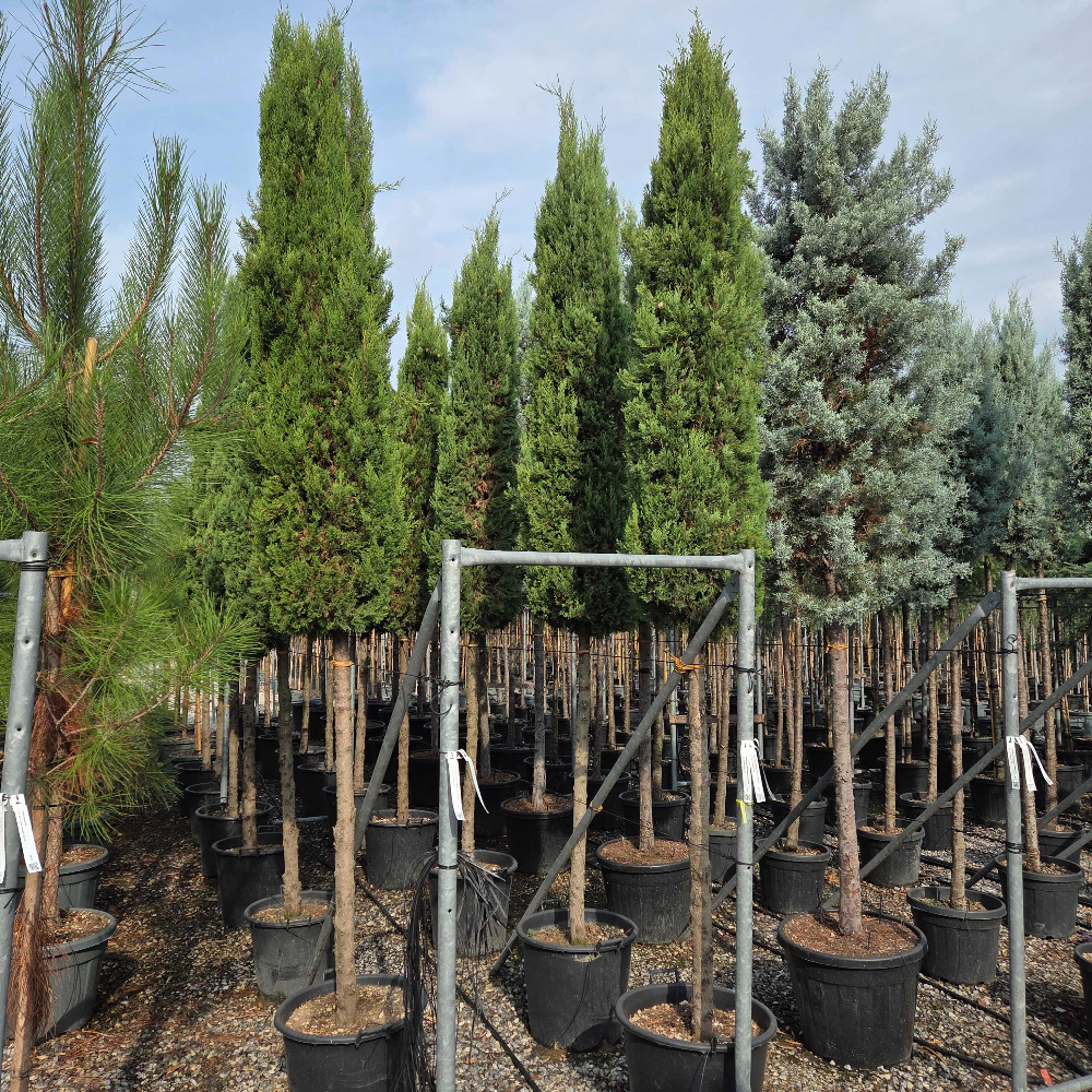 Cupressus sempervirens 'PYRAMIDALIS' Cupressus sempervirens 'PYRAMIDALIS' - slika 1