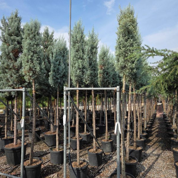 Cupressus arizonica 'Fastigiata' (Arizonska cipresa )