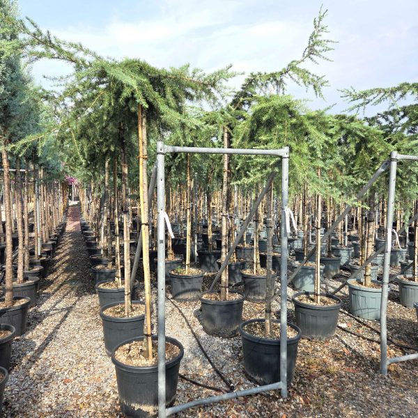 Cedrus deo. 'Pendula' Poveš.atl. cedra