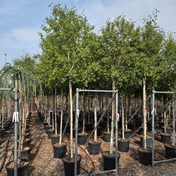 Betula pendula 'MAGICAL'