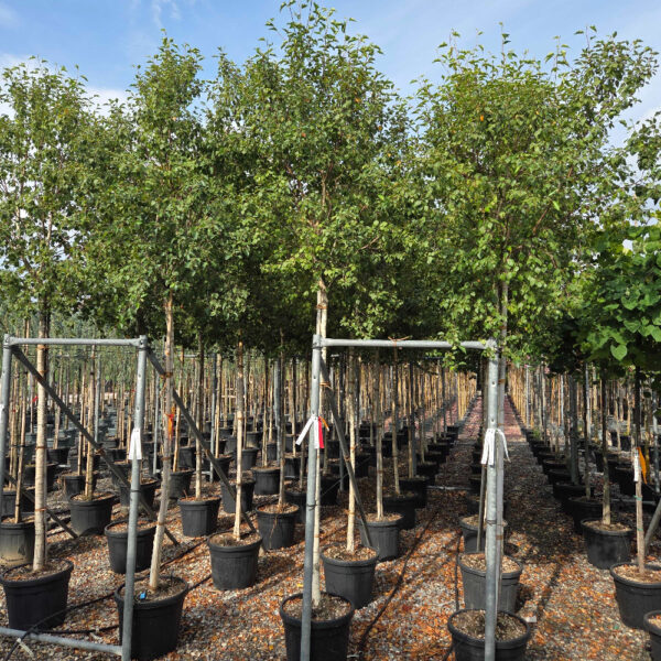 Betula pendula 'MAGICAL'