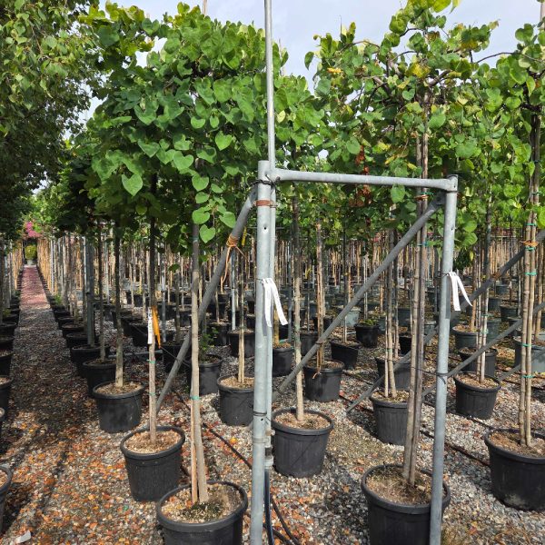 Cercis canadensis 'Levender Twist' (Judež.drevo/Kanad.jadikovec NA STEBLU)