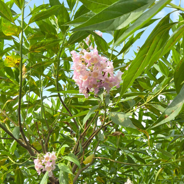 Chitalpa tashkentensis