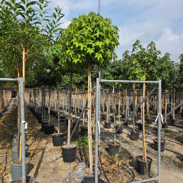 Liquidambar styraciflua 'Gum'