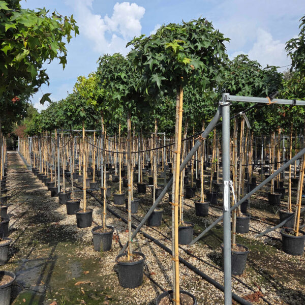 Liquidambar styraciflua 'Gum'
