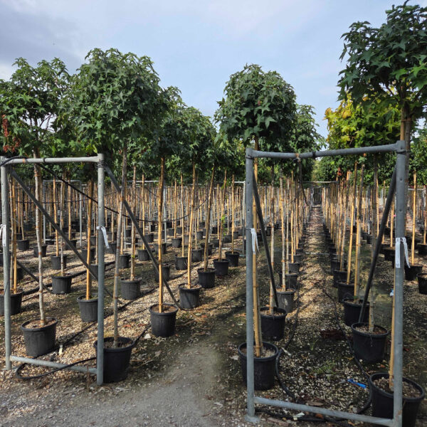 Liquidambar styraciflua 'Gum'