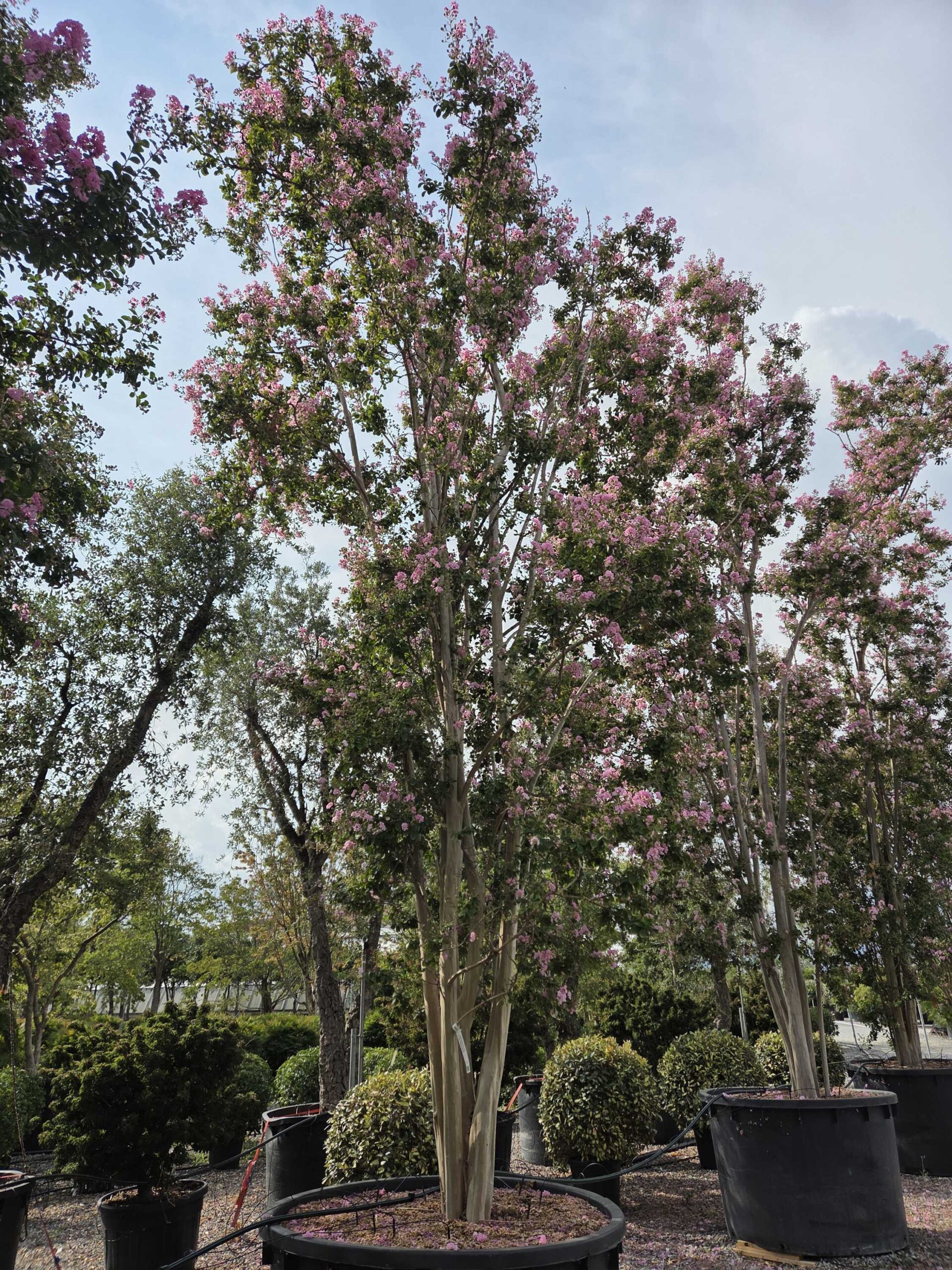 Lagerstroemia indica 'ROSEA' Lagerstroemia indica 'ROSEA' - slika 1