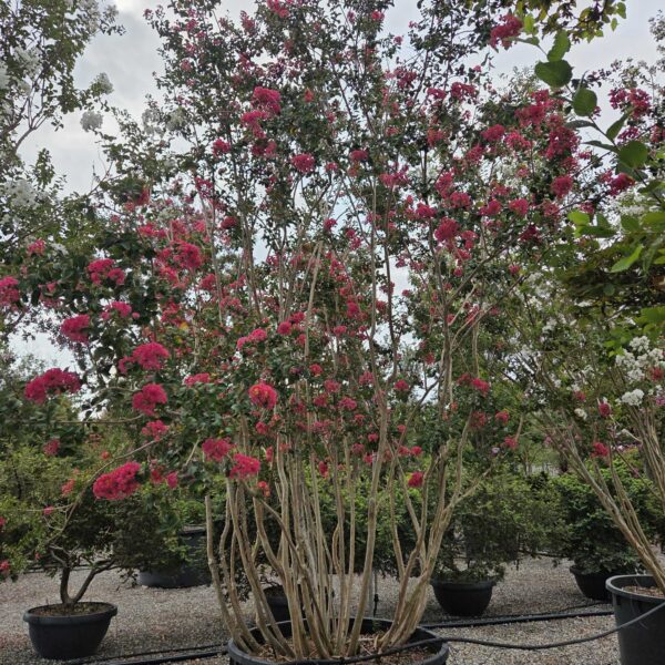Lagerstroemia × CAROLINE ''BEAUTY'