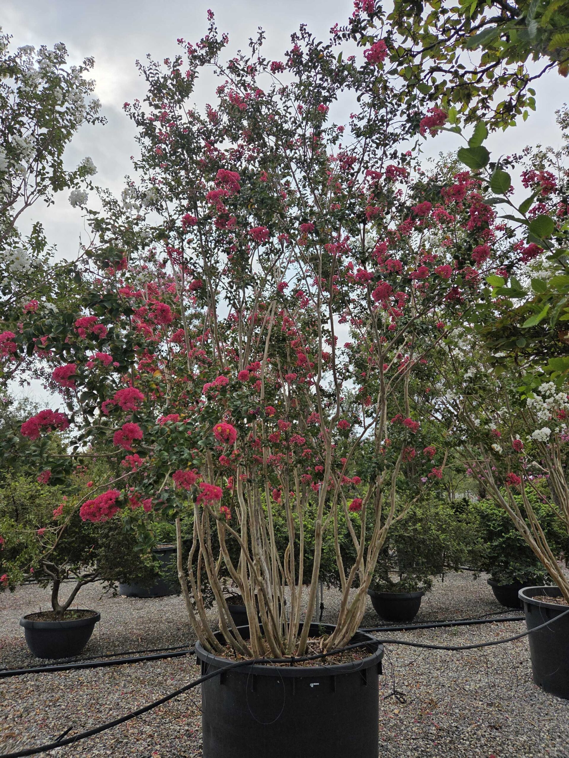 Lagerstroemia × CAROLINE 'BEAUTY' Lagerstroemia × CAROLINE ''BEAUTY' - slika 1