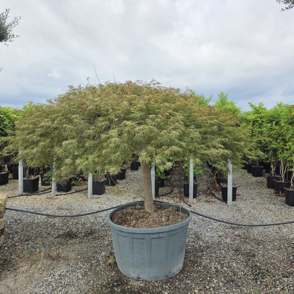 Acer palmatum 'Dissectum Atropurpureum' (Rdečelistni pahljačasti javor)