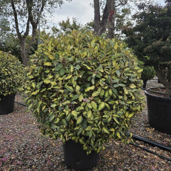 Elaeagnus x ebbinhgei 'Maryline' (Oljčica Krogla)