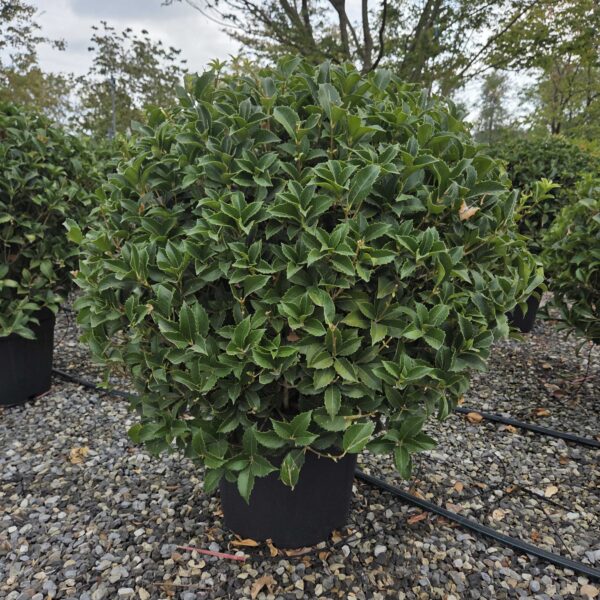 Osmanthus × FORTUNEI