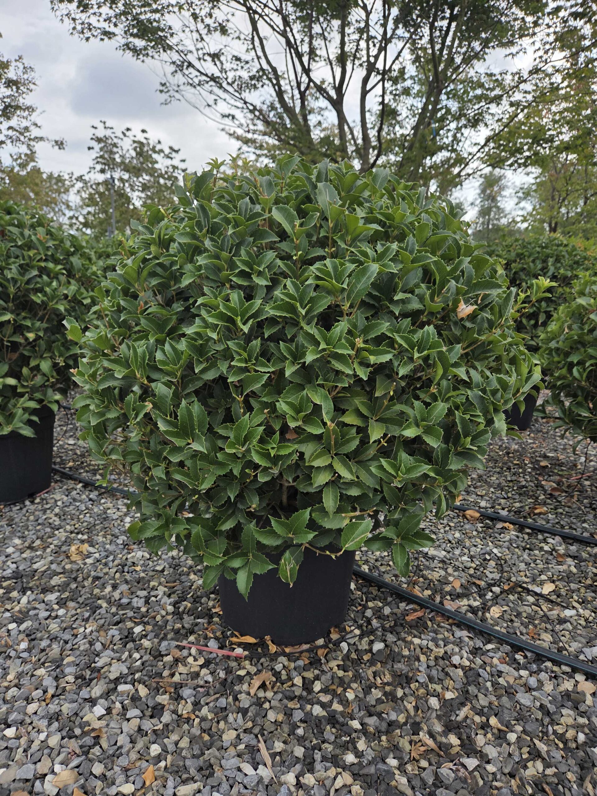 Osmanthus × FORTUNEI Osmanthus × FORTUNEI - slika 1