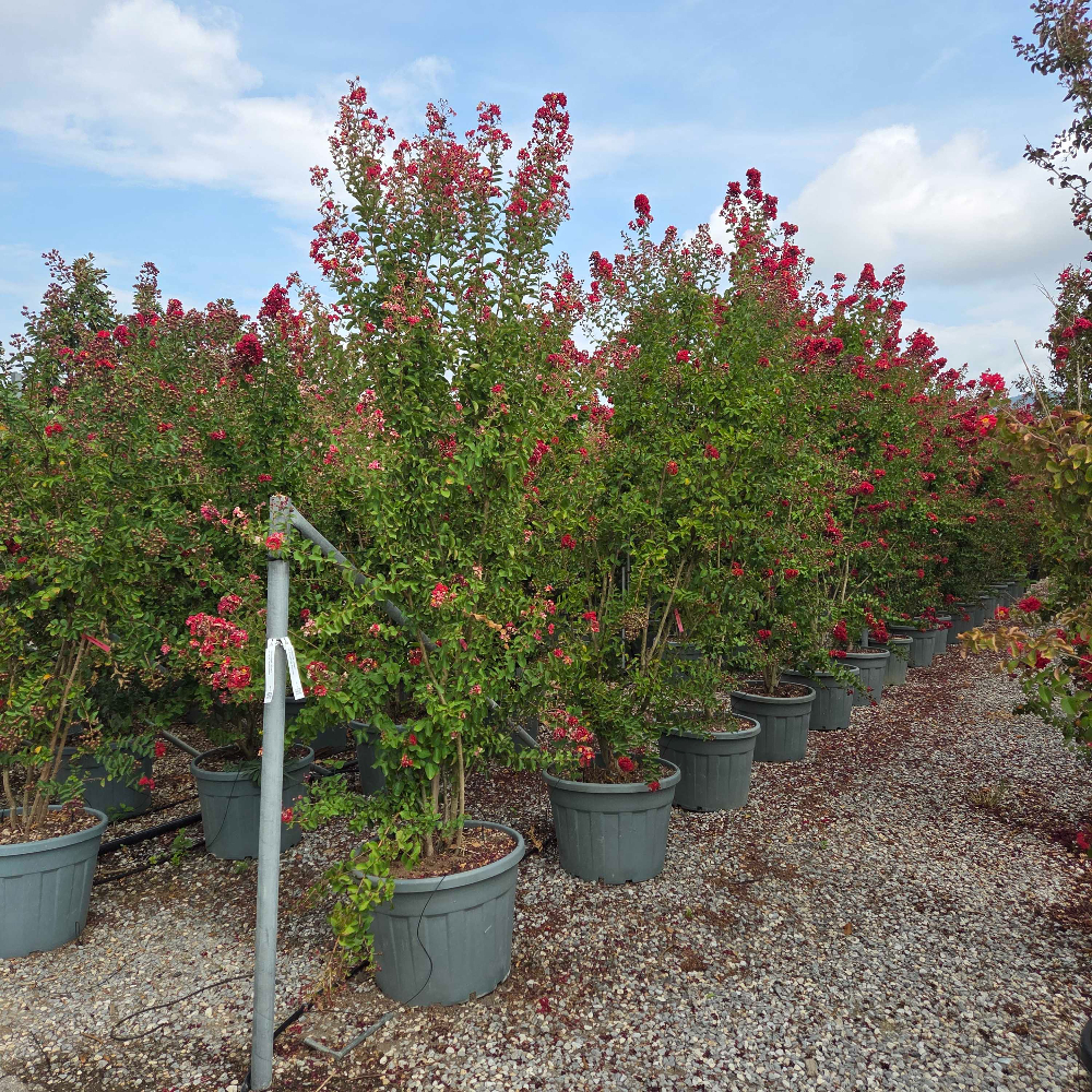Lagerstroemia × DYNAMITE Lagerstroemia × DYNAMITE - slika 1