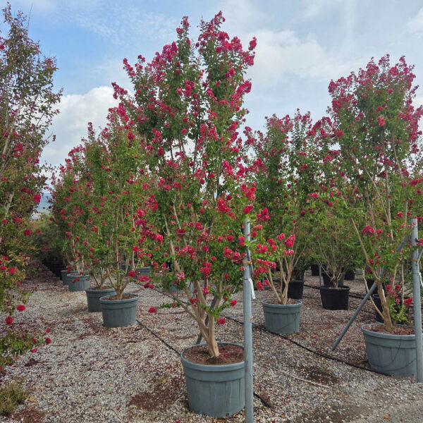 Lagerstroemia × DYNAMITE