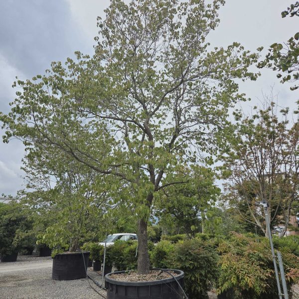 Cornus florida (Ameriški dren cvetnik)
