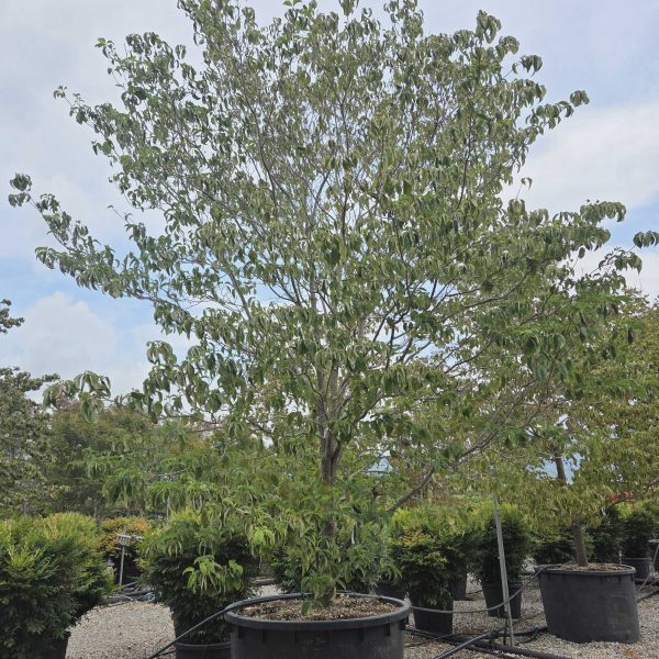 Cornus florida (Ameriški dren cvetnik)