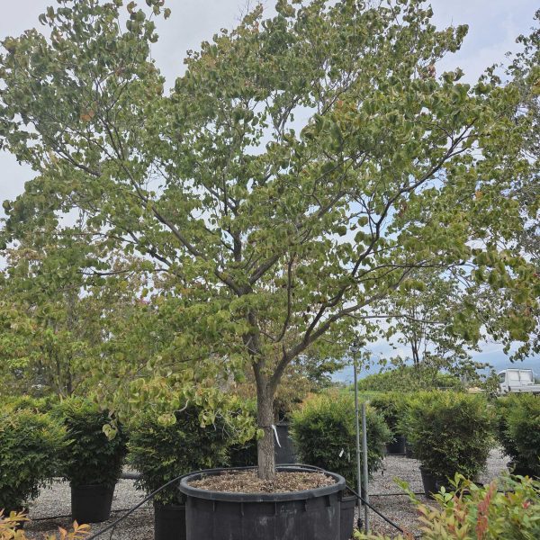 Cornus florida (Ameriški dren cvetnik)