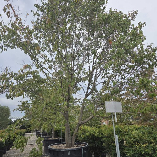 Cornus florida 'Rubra' (Ameriški dren cvetnik)