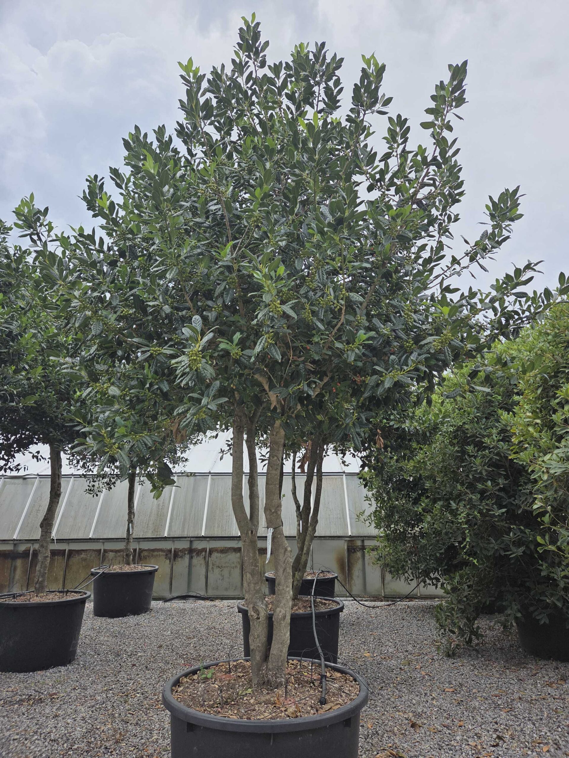 Ilex × NELLIE 'R. STEVENS' Ilex × NELLIE ''R. STEVENS' - slika 1