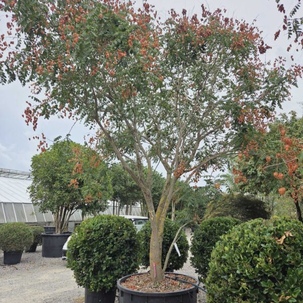 Koelreuteria paniculata