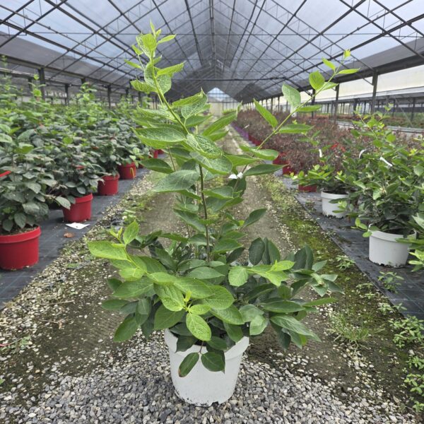 Calycanthus venus