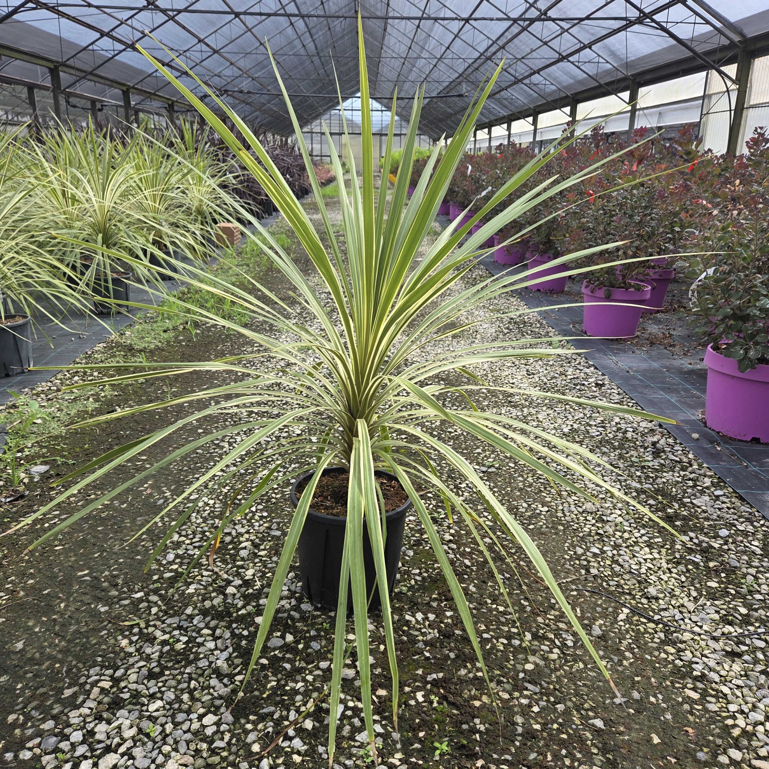 Cordyline australis 'TORBAY DAZZLER' Cordyline australis 'TORBAY DAZZLER' - slika 1