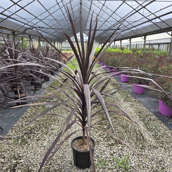Cordyline australis ‘Burgundy Spire’ – temnolistna kordilina