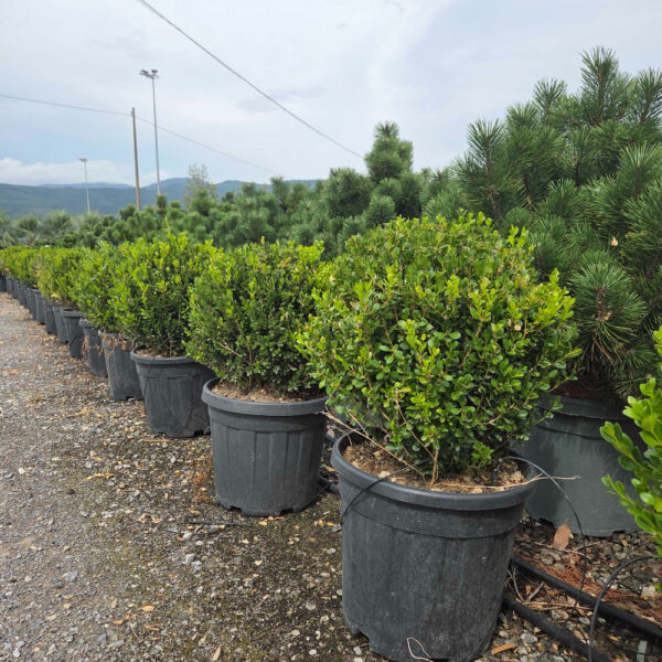 Buxus microphylla 'FAULKNER'
