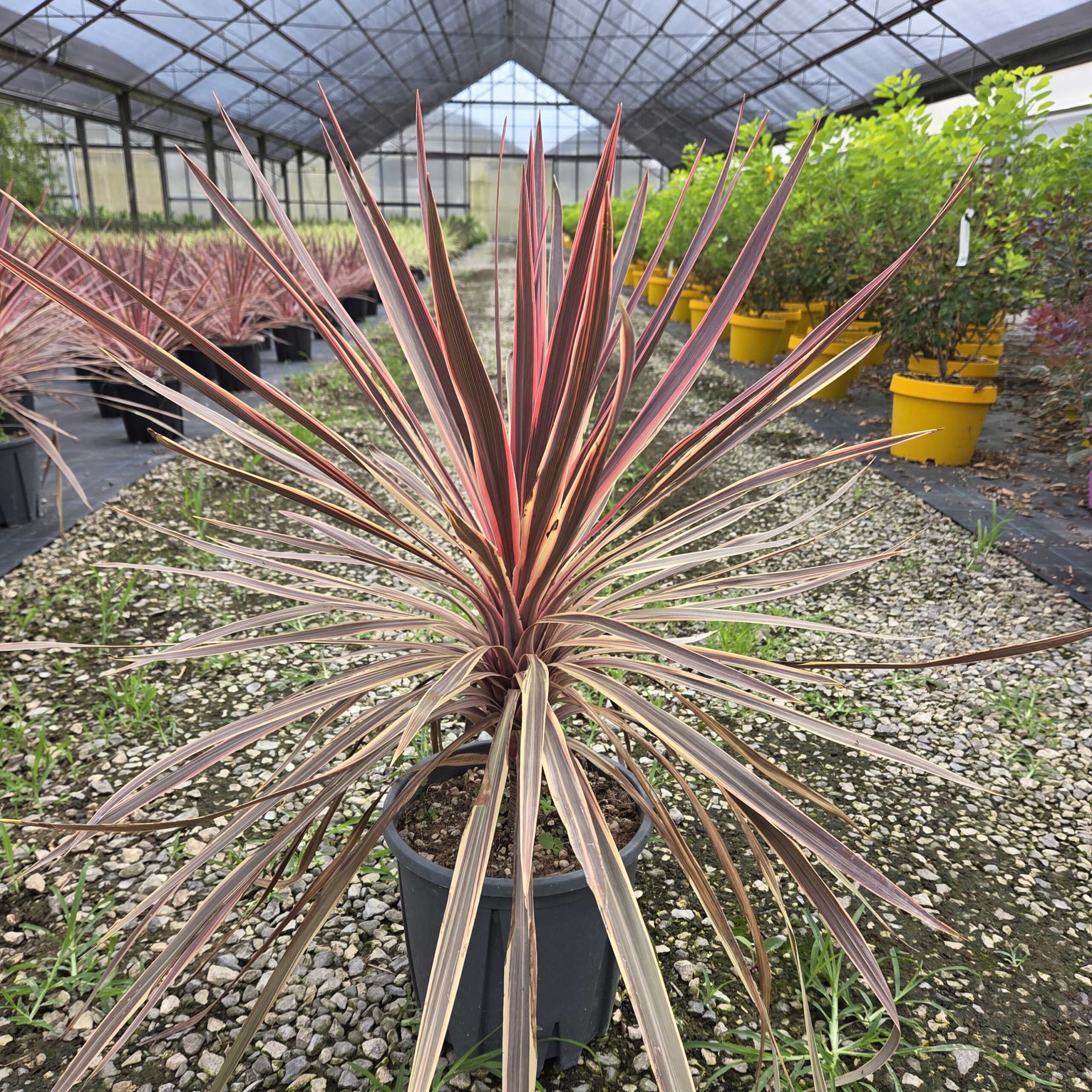 Cordyline australis 'CHARLIE BOY' Cordyline australis 'CHARLIE BOY' - slika 1