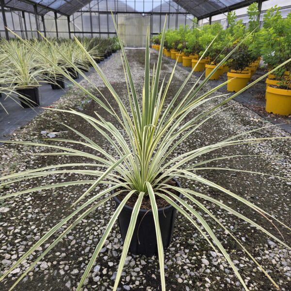 Cordyline australis 'LIME PASSION'