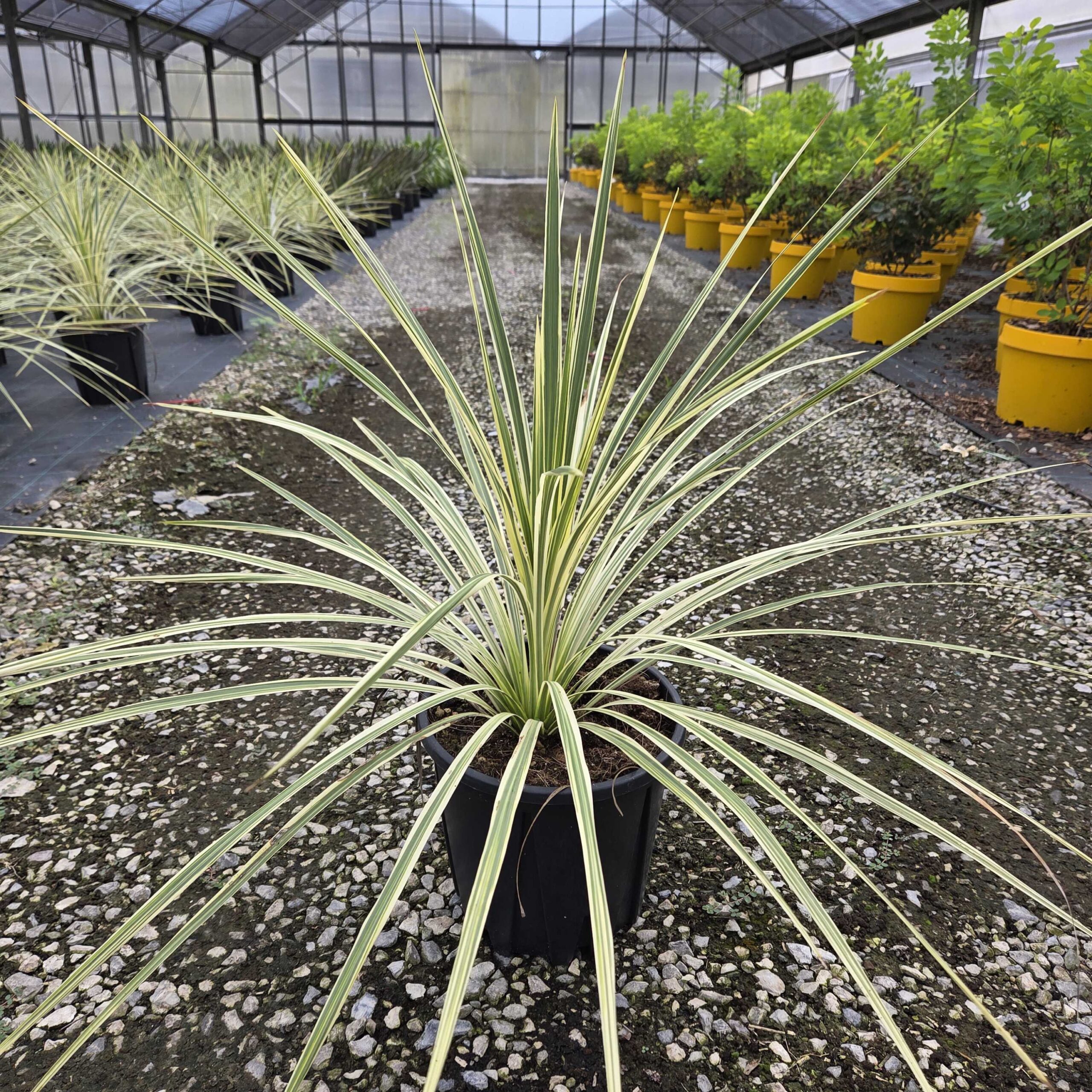 Cordyline australis 'LIME PASSION' Cordyline australis 'LIME PASSION' - slika 1