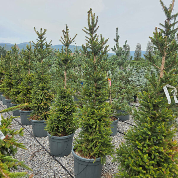 Picea abies 'WILL'S ZWERG'